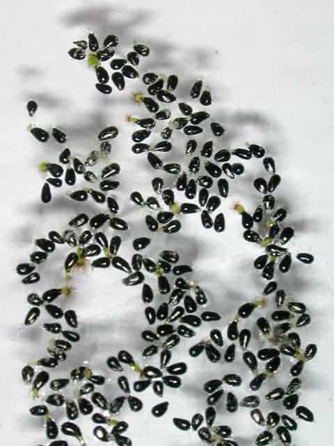 Germinazione in acqua