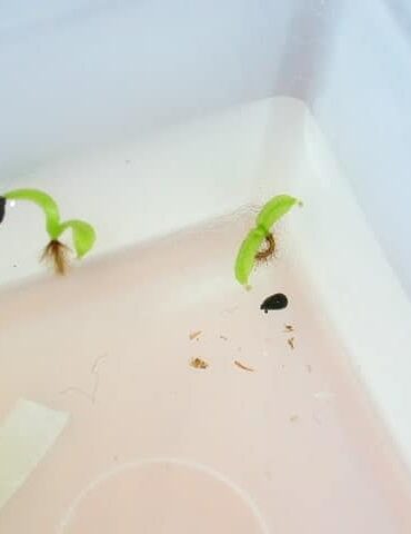 Germinazione in acqua Germinazione in acqua
