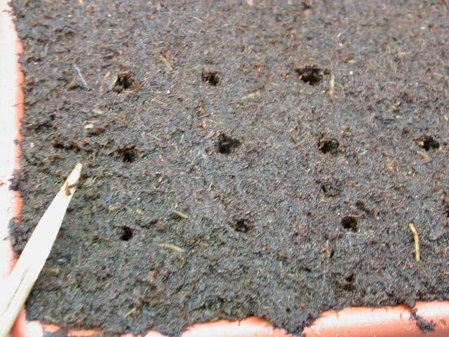 Germinazione in acqua