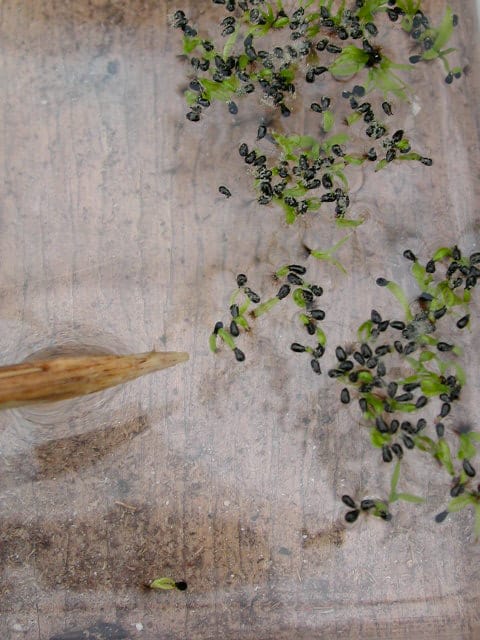 Germinazione in acqua