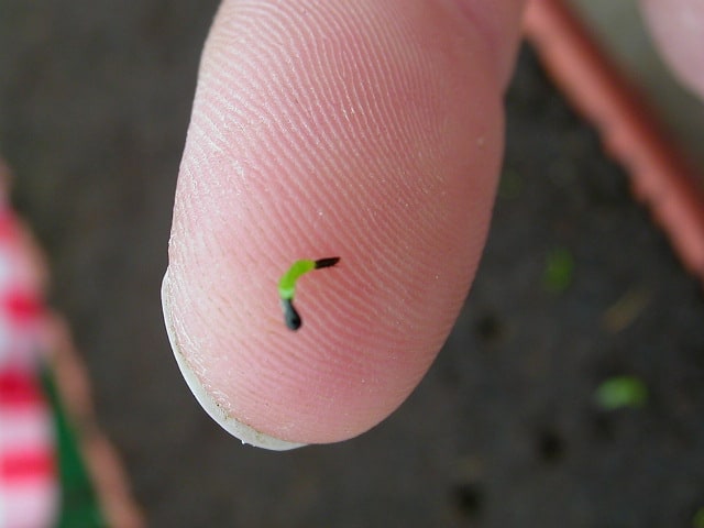 Germinazione in acqua