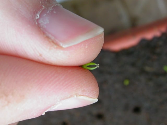 Germinazione in acqua