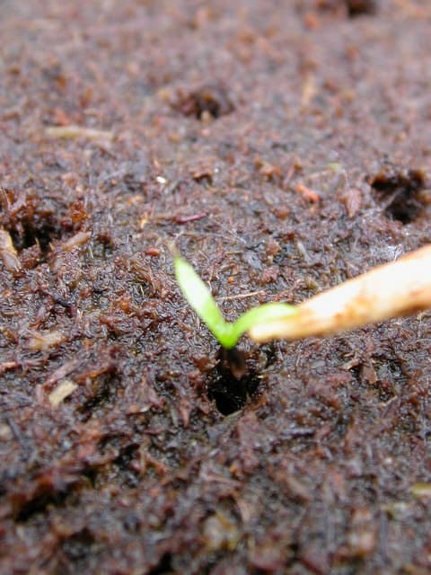Germinazione in acqua