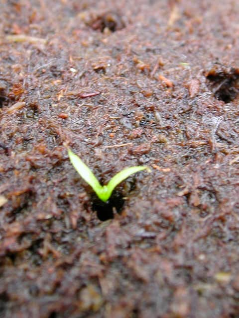 Germinazione in acqua