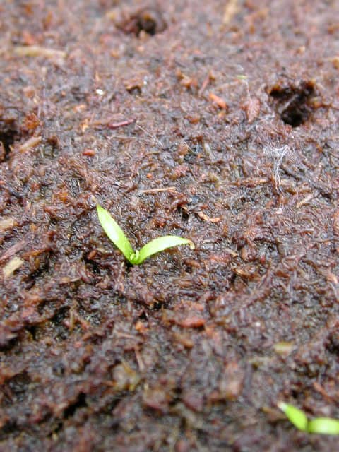 Germinazione in acqua