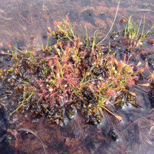 Bog in Czech Republic