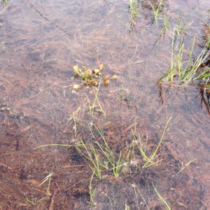 Bog in Czech Republic