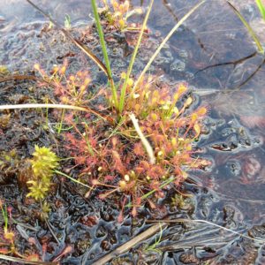 Bog in Czech Republic