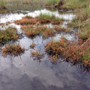 Bog in Czech Republic