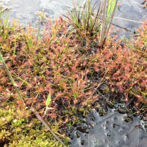 Bog in Czech Republic
