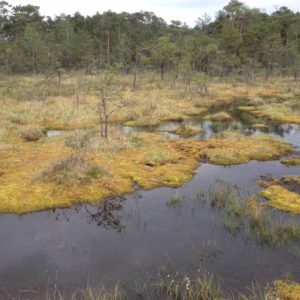 Bog in Czech Republic