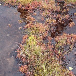 Bog in Czech Republic