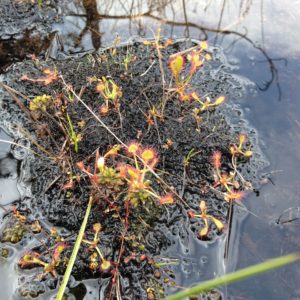 Bog in Czech Republic