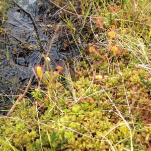 Bog in Czech Republic