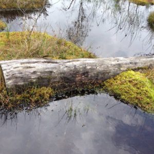 Bog in Czech Republic