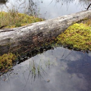 Bog in Czech Republic