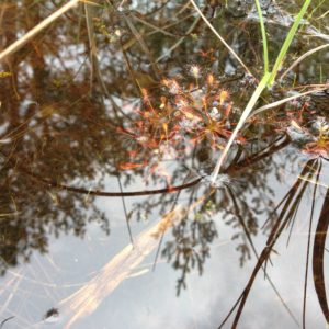 Bog in Czech Republic
