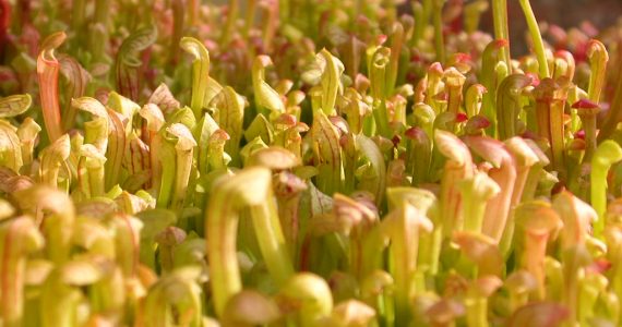 Seedling