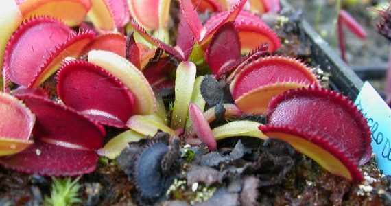 microdent seedling