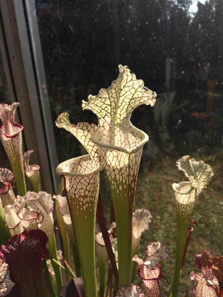 S. leucophylla �Cronus� (Titan) L47MK Hungrytraps