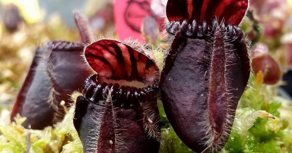 cephalotus