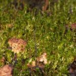 Aulacomnium-palustre-1 Aulacomnium palustre