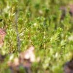 Aulacomnium-palustre-2 Aulacomnium palustre