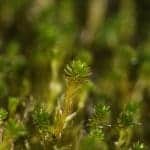 Aulacomnium-palustre-4 Aulacomnium palustre