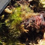 Campylopus-pyriformis-2 Campylopus pyriformis