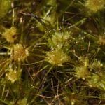 Campylopus-pyriformis-4 Campylopus pyriformis
