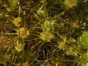 Campylopus-pyriformis-4 Campylopus pyriformis