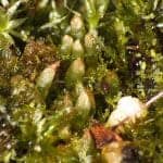 Cephalozia-connivens-1