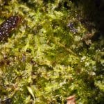 Cephalozia-connivens-5