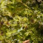 Cephalozia-connivens-8