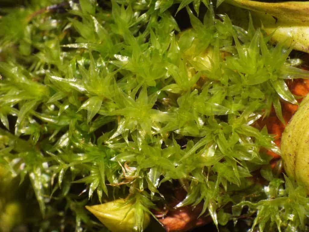 Pholia nutans