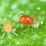 Phytoseiulus-persimilis-1