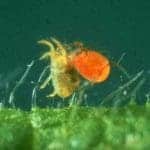 Phytoseiulus-persimilis-2