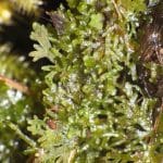 Riccardia multifida