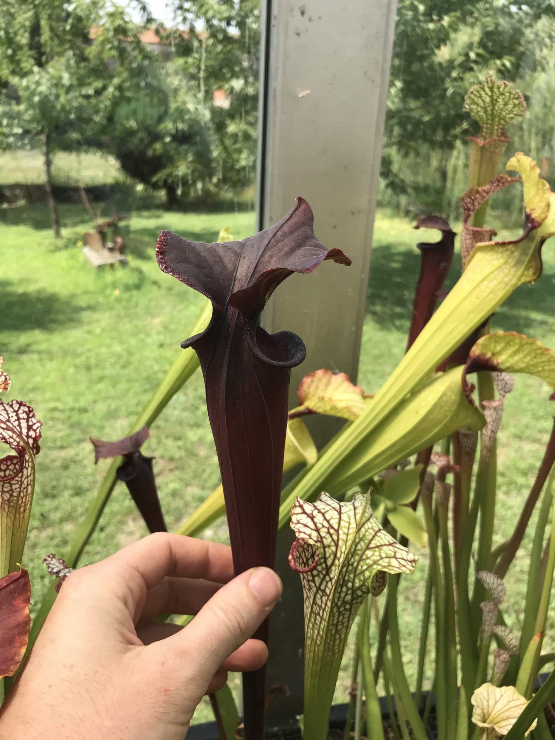 S. flava var. rubricorpora, Wewahitchka, FL (F149MK) Hungrytraps