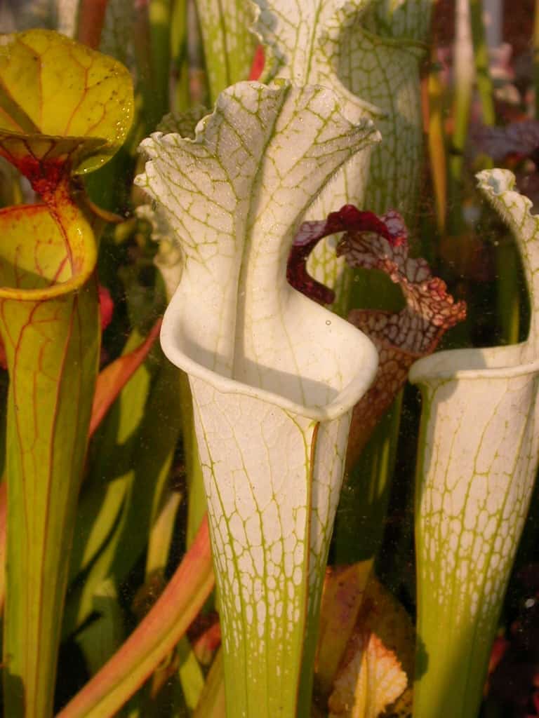 S. leucophylla, Gas Station Site, Perdido, Alabama Hungrytraps