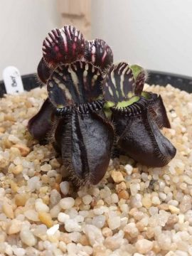 Cephalotus follicularis Big Boy