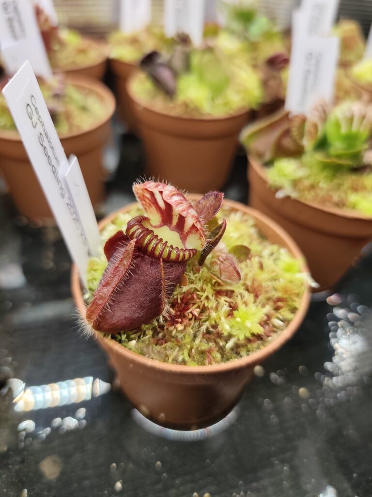 GJ Individual Seedling 2020 KP #5