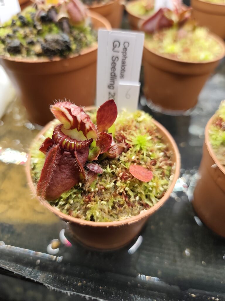 GJ Individual Seedling 2020 KP #6