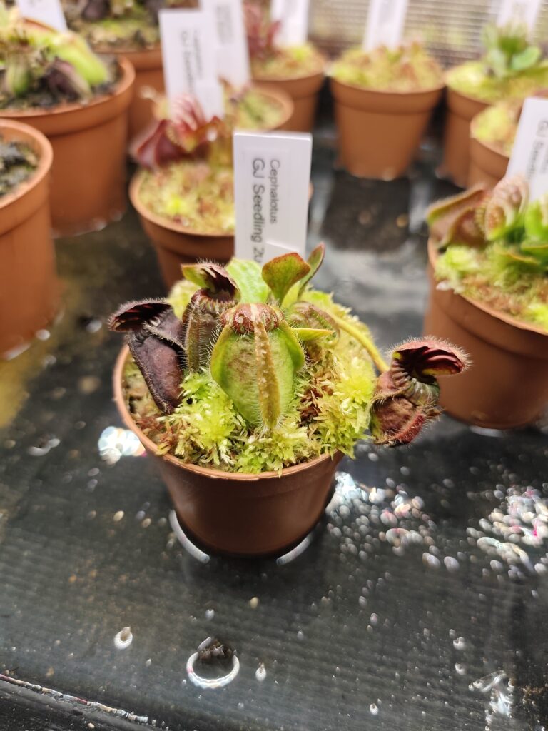GJ Individual Seedling 2020 KP #2