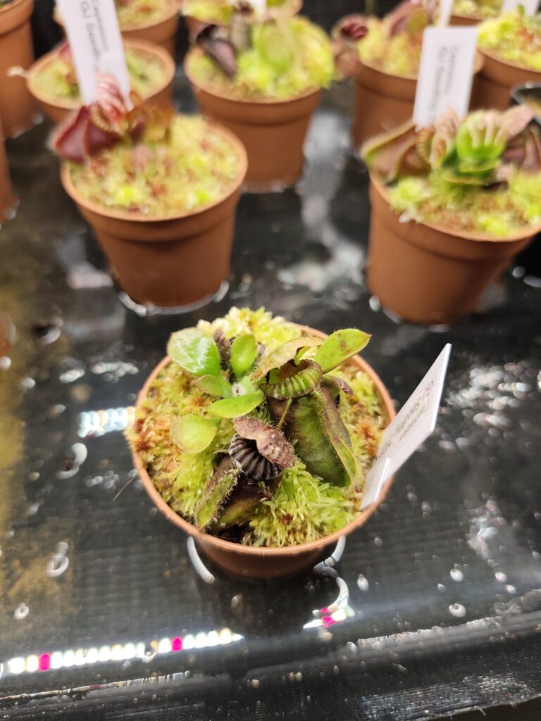GJ Individual Seedling 2020 KP #8